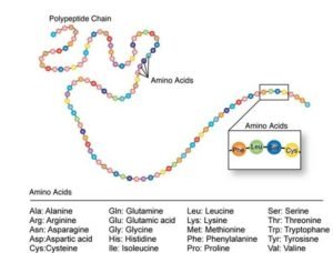 amino acids