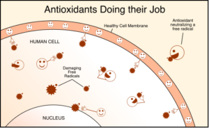 glutathione free radicals