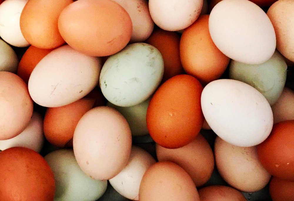 eggs