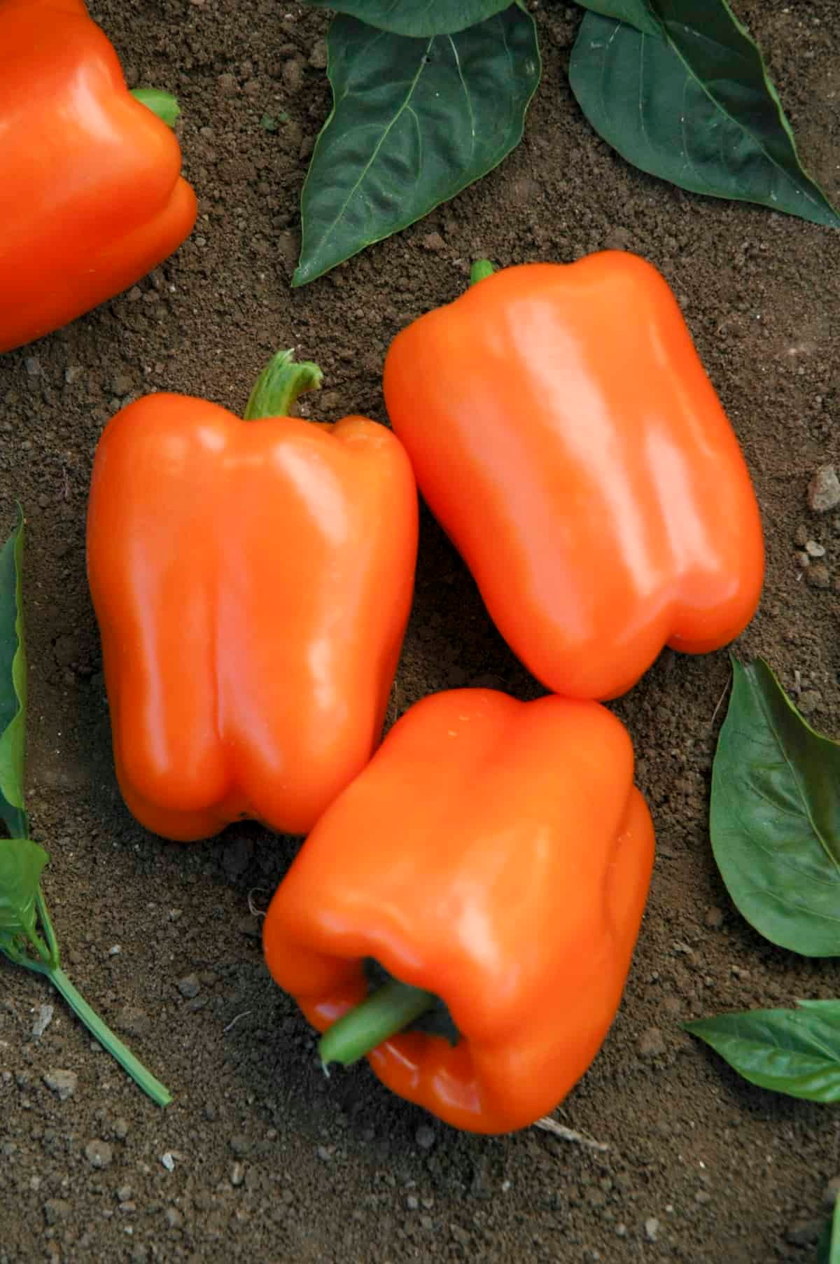 bell pepper