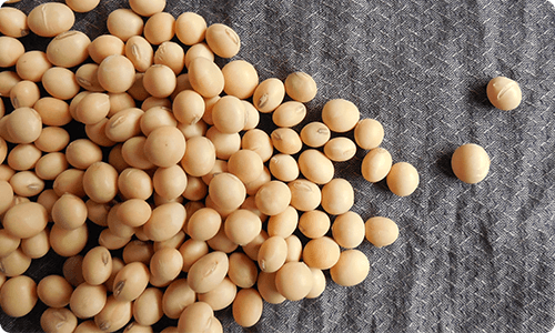 soy